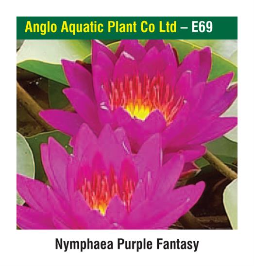 Anglo Aquatic Plant Co Ltd
